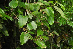Smilax ocreata