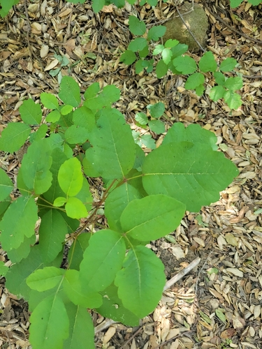 iNaturalist observation photo of Pacific poison oak