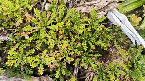 Leptinella pyrethrifolia, photograph 3