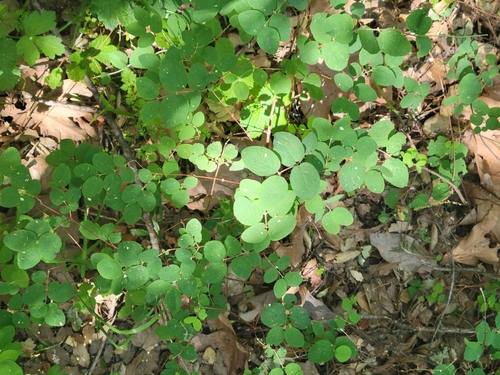 iNaturalist observation photo of creeping snowberry