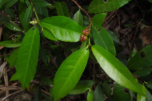 Excoecaria formosana iNat (3)