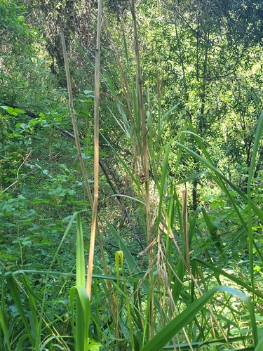 iNaturalist observation photo of giant wild rye