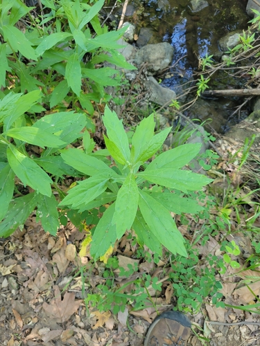 iNaturalist observation photo of California mugwort