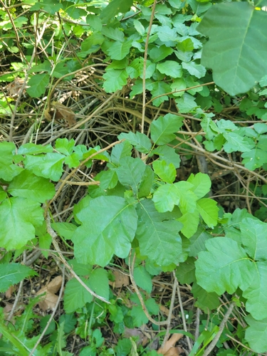 iNaturalist observation photo of Pacific poison oak