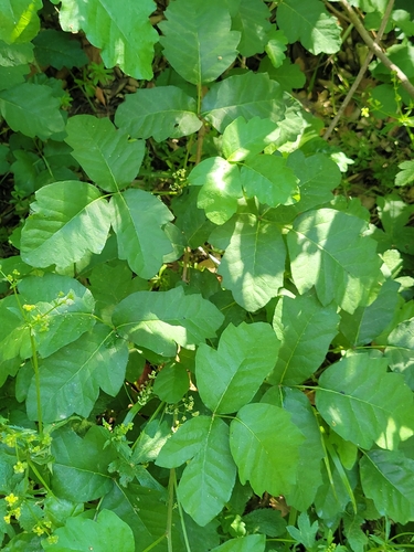 iNaturalist observation photo of Pacific poison oak
