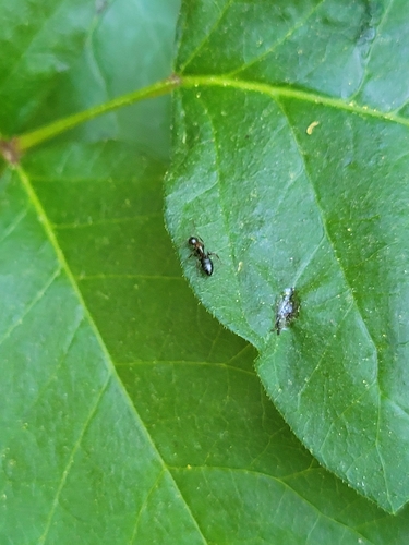 iNaturalist observation photo of Carpenter Ants, Typical Sugar Ants and Allies