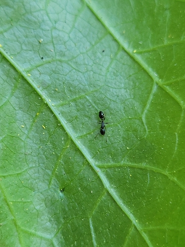 iNaturalist observation photo of Acorn Ants and Allies