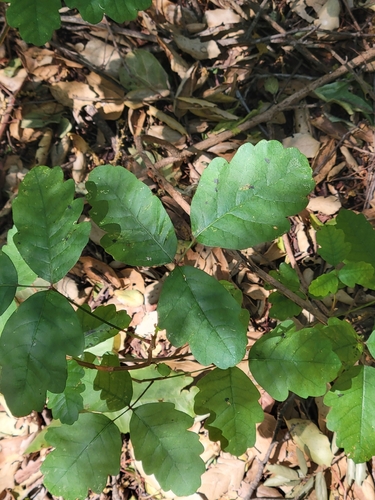 iNaturalist observation photo of Pacific poison oak