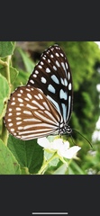 Ideopsis similis persimilis