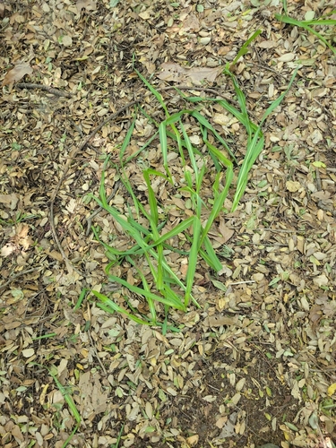 iNaturalist observation photo of monocots