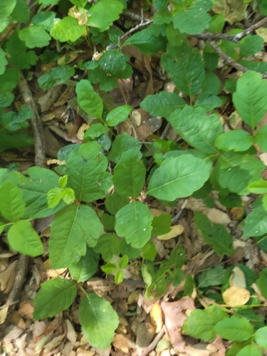 iNaturalist observation photo of Pacific poison oak
