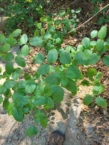 iNaturalist observation photo of Pacific poison oak