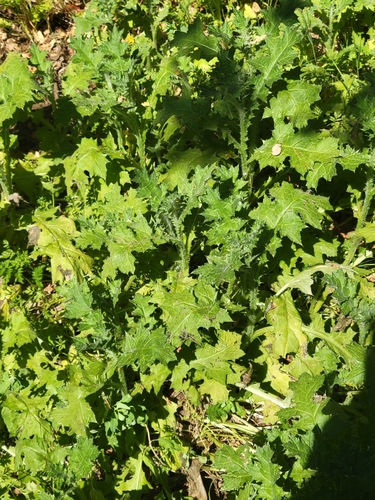 iNaturalist observation photo of Italian thistle