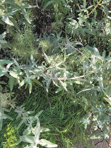 iNaturalist observation photo of purple sage