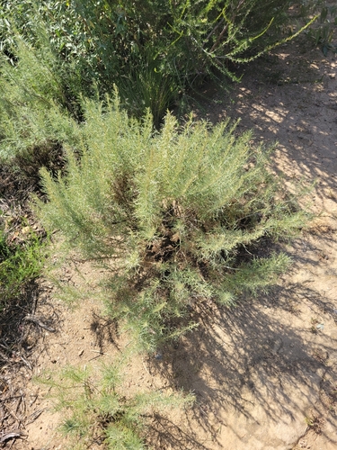 iNaturalist observation photo of Palmer's goldenbush