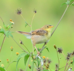 Cisticola robustus