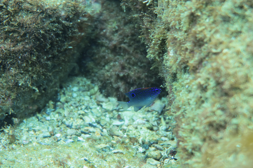 Stegastes fuscus