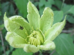 Clematis patens