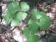Clematis heracleifolia