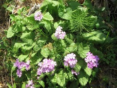 Primula sieboldii