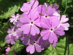 Primula sieboldii