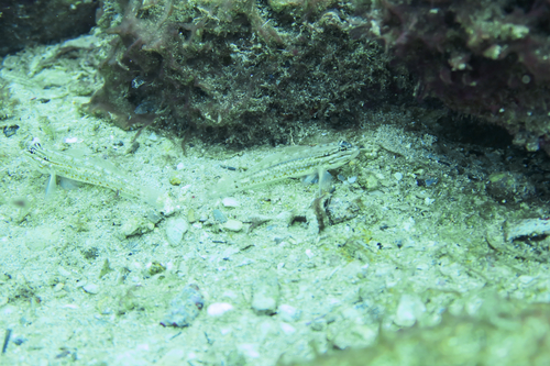 Coryphopterus glaucofraenum