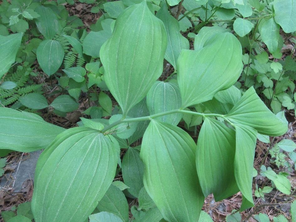 퉁둥굴레 from 망경산 on 2019년 05월 11일 (토) by onidiras-iNaturalist · iNaturalist 퉁둥굴레 (Polygonatum inflatum)
