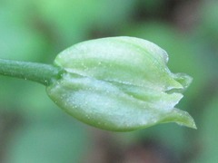 Polygonatum inflatum