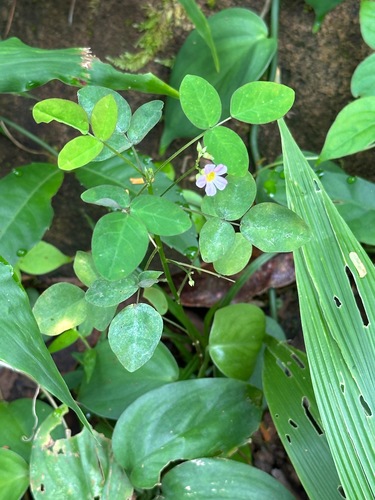 Oxalis barrelieri