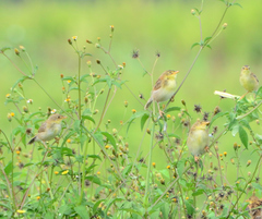 Cisticola robustus