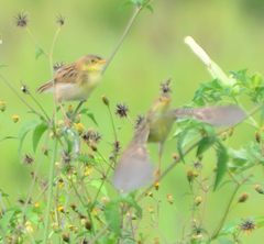 Cisticola robustus