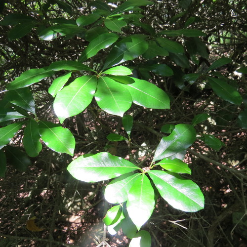 Vitellariopsis marginata image