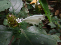 Leptosia alcesta