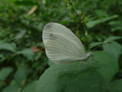 Leptosia alcesta