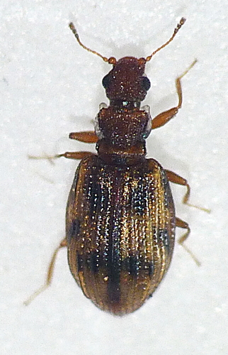 Cartodere bifasciata, photo 5 of 7