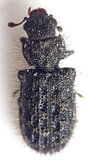 Zopheridae