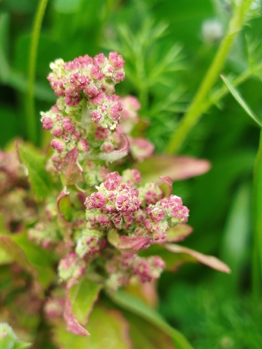 nettle-leaved goosefoot