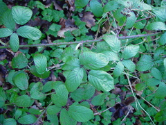 Rubus newbouldii