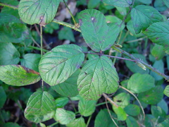 Rubus newbouldii