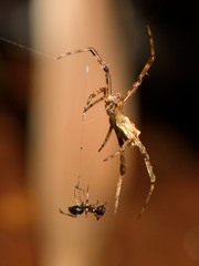 Episinus