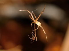 Episinus