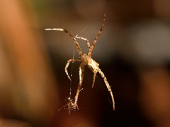 Episinus