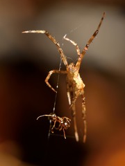 Episinus