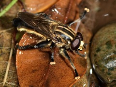 Orthoprosopa bilineata