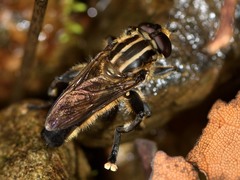 Orthoprosopa bilineata