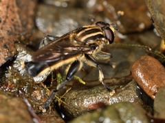 Orthoprosopa bilineata
