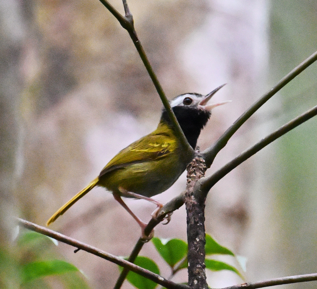 Black-Headed Tailorbird