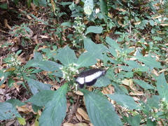 Papilionoidea