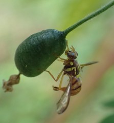 Tephritidae