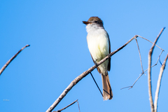Myiarchus yucatanensis